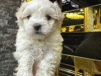Maltese terrier 60 günlük