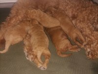 Toy poodle 3 dişi 2 erkek sağlık boy kilo garantili