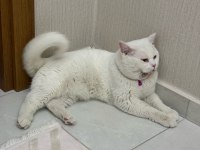 1 YAŞINDA BRİTİSH OĞLUMUZ TÜM AŞILARI VE EĞİTİMLERİ TAM