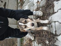 2,5 aylık dişi Beagle