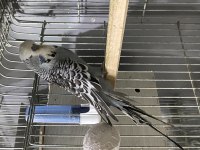Jumbo çift altında yumurtaları ile birlikte muhabbet kuşu