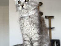 XXXL maine coon erkek wcf kayıtlı
