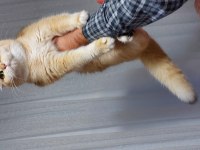 Kaliteli golden ny 12 dişi british shorthair