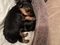 Safkan tüy dökmez koku alerji yapmaz yorkshire terrier