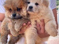 A Kalite Chow Chow Yavrularımız