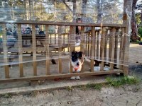 1 Yaşında Dişi Terrier Melezi
