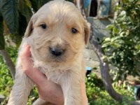 Ararsanız sevinirim golden retriever