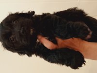 İki aylık terrier yavrusu