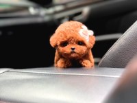 Show Düzey A Kali̇te Toy Poodle Yavrumuz