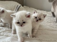 2 aylık british shorthair blue point