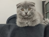1 YAŞ VE 2 AYLIK KEDİLERİMİ SAHİPLENDİRECEĞİM