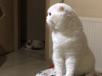 ÜCRETSİZ SCOTTİSH FOLD KEDİMİZ AİLESİNİ BEKLİYOR
