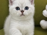 Safkan Aa Kalite Erkek British Shorthair Yavrularım