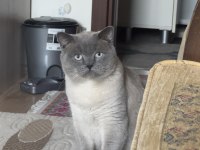 4 yaşında çok tatlı british shorthair