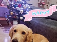 Akıllı eğitimli Lora yeni ailesini arıyor golden retriever