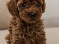 Uygun Toy Poodle Köpeğimiz