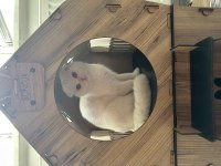 Scottish fold dişi kedimize yuva arıyoruz