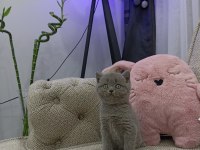 İri Gözlü Oyuncu Yavru British Shorthair