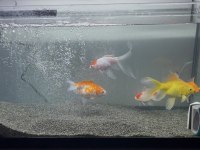 10-15 cm arası japon balıkları 4 adet