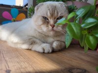 Scottish fold Erkek