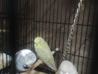 Maşallah show jumbo muhabbet kuşu damızlık ve yavrular