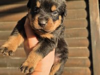 Rottweiler yavrular 6 adet
