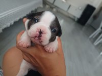 Full maske french bulldog bebekler