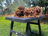 Irk Ve Sağlık Garantili Maltipoo