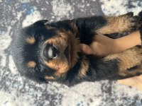 Üst Kalite Rottweiler Yavrular