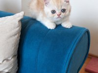 Erkek Exotic Shorthair