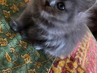 Kendi kedimizin yavruları saf kan