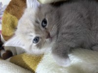 British shorthair kedilerimiz