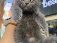Scottish fold top kafa gri erkek