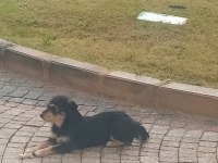 Küçük ırk şivava