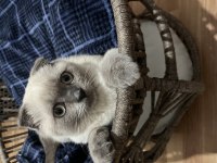 4 aylık cins scottish fold blue point kedim
