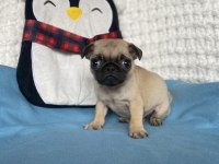 Yavru dişi erkek pug mops