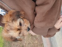 55 Günlük Maltipoo Yavrusu Kıvırcık Tüylü