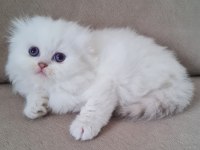 Scottish Fold Yavrular Sahibinden
