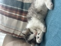 1.5 AYLIK BİRTİSH LONGHAİR YAVRU KEDİMİZ