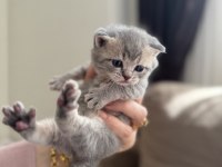 British shorthair beyaz silver ve blue yavrular