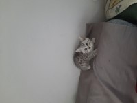 British shorthair yavrular