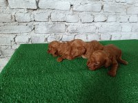 Toy poodle yavrularımız yeni yuvalarının arıyor