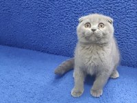 İstanbul içi 7/24 Adrese teslim scottish fold ponçik