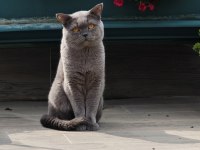 5 Yaşında British Shorthair Erkek