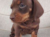 Sevimli sosis dachshund bebekler