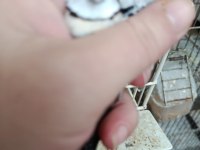 Baykuş ve çim ispinozları