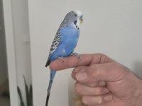 6 aylık genç kendi kuşlarımın yavrusu erkek