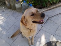 LABRADOR RETRİEVER ÜCRETSİZ SAHİPLENDİRİLECEK