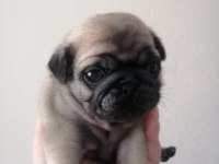 Pug yavrularımız ırk garantilidir