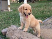 Golden retriever köpeği